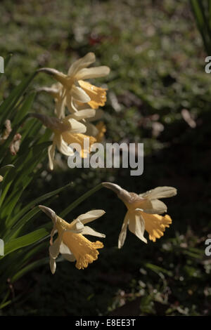 Wilde Narzissen (Narcissus Pseudonarcissus). Frühling. Norfolk-Wald. Stockfoto