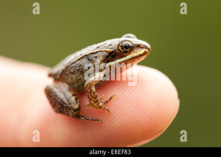 Miniatur aus dem sitzen auf Fingerdruck Humain (Index), so wir, wie kleinen den Frosch sehen können ist Stockfoto