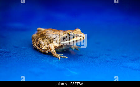 Miniatur aus dem sitzen auf Handbetrieb blauem Hintergrund Stockfoto
