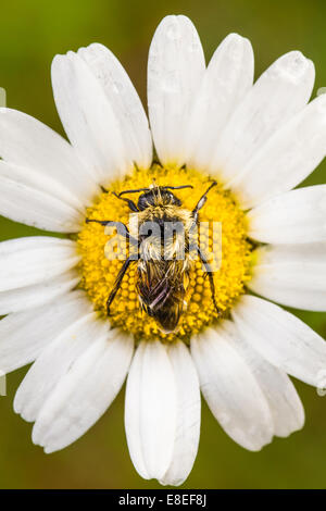 Nahaufnahme der eine Biene perfekt zentriert auf einer Daisy Blume mit Wasser löschen. Aufnahme in den frühen Morgenstunden mit einem weichen Seite L Stockfoto