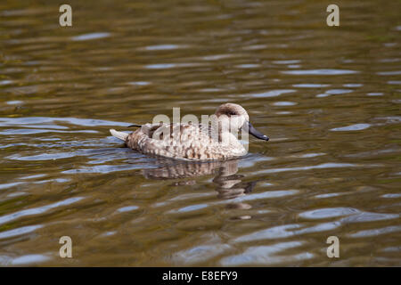 Marbled Teal (Marmaronetta Angustirostris). Geschlechter gleichermaßen. Bedroht. Gefährdete Arten. Stockfoto