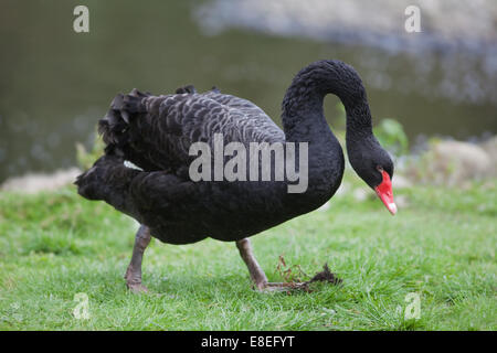 Black Swan (Cygnus olor). An Land gehen. Stockfoto