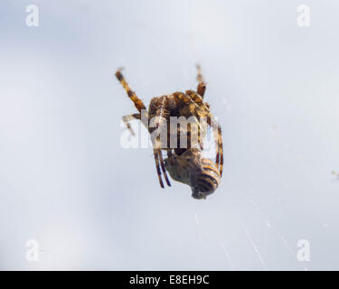 Eine gemeinsame Kreuzspinne wickelt eine Biene in die Seide für später essen Stockfoto