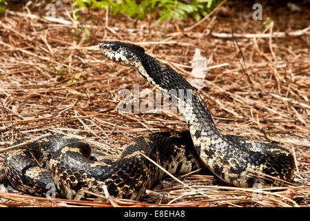 Östliche Hognose Schlange Stockfoto