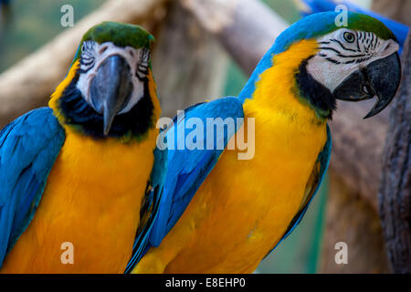 Blau und Gold Aras (Ara Ararauna) Langkawi Bird Paradise, Langkawi, Malaysia Stockfoto