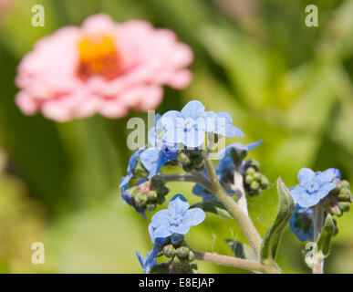 Babyblau chinesischer Vergissmeinnicht Blumen im Sommergarten Stockfoto