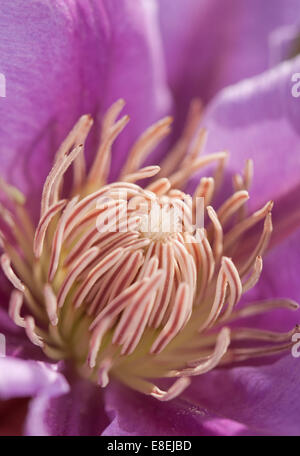 Makro von der Mitte einer Clematis-Blume Stockfoto