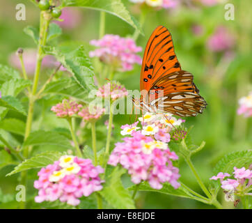 Gulf Fritillary Butterfly Fütterung auf Coloful Lantana Blumen im Sommergarten Stockfoto