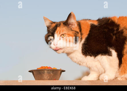 Wunderschöne Glückskatze Essen im Freien, im Frühjahr Abendsonne kibble Stockfoto