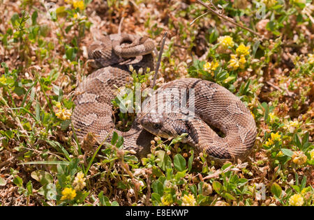 Westlichen Hognose Schlange, teilweise gewickelt, ähnlich wie eine Klapperschlange, getarnt in Rasen Stockfoto