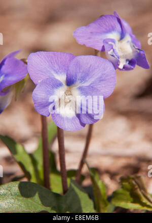 Viola Palmata, Holz Violet, blühen im zeitigen Frühjahr Stockfoto