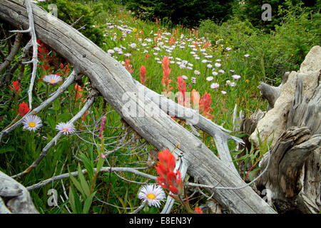 Wildblumen in eine Bergwiese Stockfoto