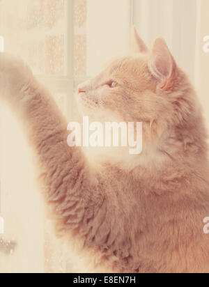 Retro-Look der orange Tabby Katze schaut aus dem Fenster an einem sonnigen Tag Stockfoto
