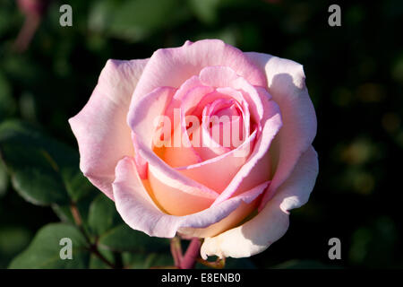 Ein rosa hybride Terose. Stockfoto