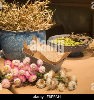 Kulturpflanzen aus dem Fort Calgary Historic Garden, darunter Strohblumen, Rettichschoten und karmesinrot blühte, breite Bohnen, die auf einer Herbsterntemesse ausgestellt werden Stockfoto