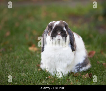 Neun Jahre altes Holland Lop Zwergkaninchen im Freien auf grünem Gras. Stockfoto