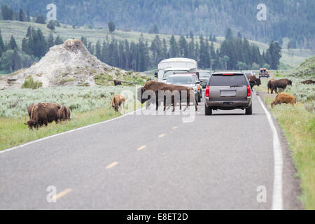 Wilde Büffel gehört zu Fuß auf den belebten Straßen der Yellowstone-Nationalpark im Sommer Stockfoto