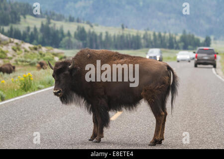 Wilde Büffel gehört zu Fuß auf den belebten Straßen der Yellowstone-Nationalpark im Sommer Stockfoto