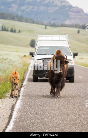 Wilde Büffel gehört zu Fuß auf den belebten Straßen der Yellowstone-Nationalpark im Sommer Stockfoto