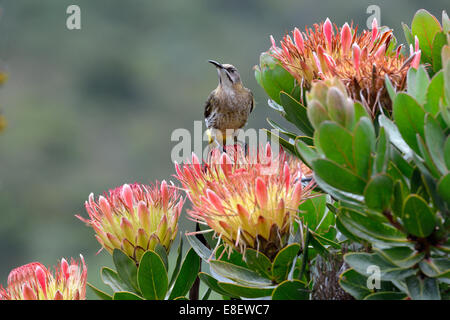 Cape Valleys (Promerops Cafer), männliche sitzen auf Cape Rose (Protea Rupelliae Subspecies Hamiltonii), der Botanische Garten Kirstenbosch Stockfoto