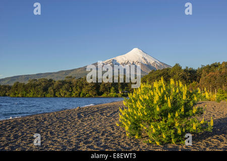 Vulkan Osorno und das Ufer der Bucht des Lago Llanquihue, Puerto Varas, los Lagos region, Chile Stockfoto