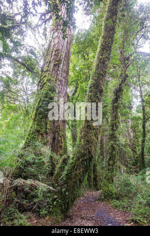 Patagonische Zypresse, chilenische falsche Lärche oder Alerce (Fitzroya Cupressoides), Pumalín Park, Chaitén, Los Lagos Region, Chile Stockfoto