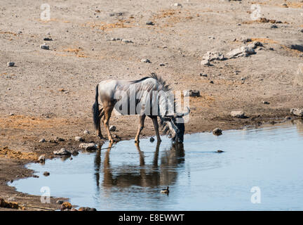 Gnus (Connochaetes Taurinus) trinken, Chudop Wasserloch, Etosha Nationalpark, Namibia Stockfoto