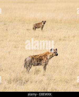 Tüpfelhyänen (Crocuta Crocuta) in Trockenrasen, Etosha Nationalpark, Namibia Stockfoto