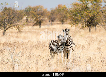 Zwei Burchell-Zebras (Equus Quagga Burchellii), Stute mit jungen stehen nebeneinander in das trockene Buschland Stockfoto