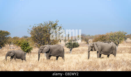 Drei afrikanische Elefanten (Loxodonta Africana), bewegt durch die trockenen Grases, Etosha Nationalpark, Namibia Stockfoto