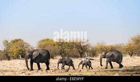 Afrikanische Elefanten (Loxodonta Africana) mit Kalb nach dem Schwimmen, Rietfontein Wasserloch, Etosha Nationalpark, Namibia Stockfoto