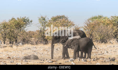 Afrikanischer Elefant (Loxodonta Africana) Erwachsenen mit Kalb unter einem Staub Bad, Rietfontein Wasserloch, Etosha Nationalpark, Namibia Stockfoto