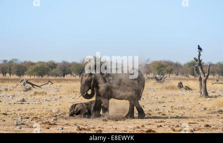 Afrikanischer Elefant (Loxodonta Africana) Erwachsenen mit verspielten Kalb unter einem Staub Bad, Rietfontein Wasserloch, Etosha Nationalpark Stockfoto