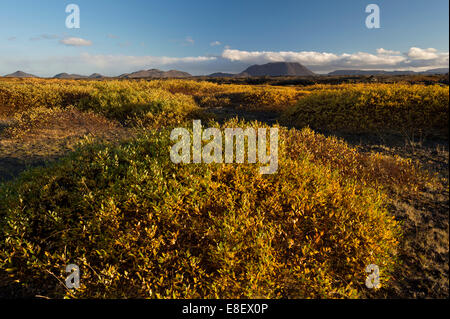 Herbstliche Laub, Mývatn Gebiet, nordöstlichen Region, Island Stockfoto