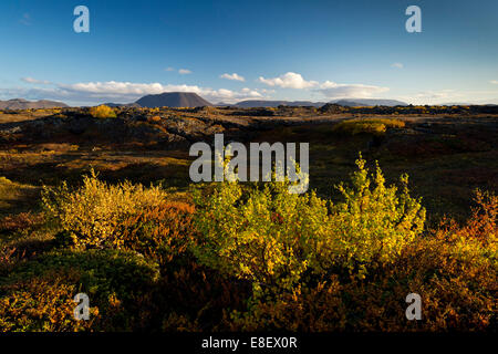 Herbstliche Laub, Mývatn Gebiet, nordöstlichen Region, Island Stockfoto