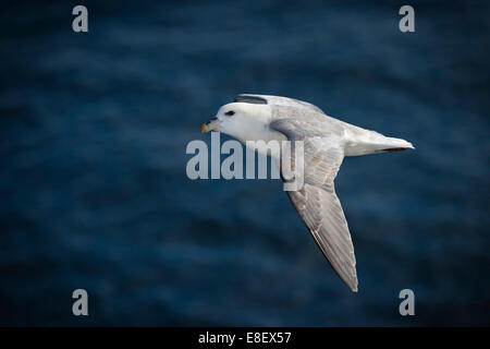 Nördlichen Fulmar (Fulmaris Cyclopoida) im Flug, Grönland Stockfoto