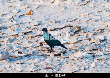 Kap-Starling (Glanzstare Nitens), Etosha Nationalpark, Namibia Stockfoto