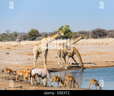 Giraffe (Giraffa Plancius), Gemsbok (Oryx Gazella) und schwarz konfrontiert Impala (Aepyceros Melampus Petersi) trinken am Chudob Stockfoto