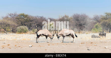 Zwei kämpfende Spießböcke (Oryx Gazella), Etosha Nationalpark, Namibia Stockfoto