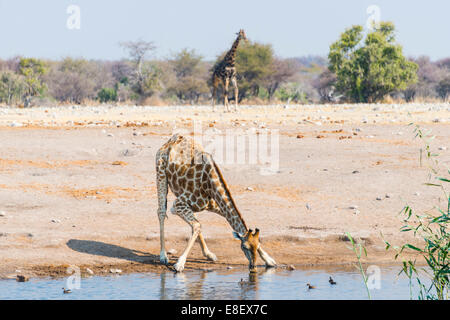 Giraffe (Giraffa Camelopardis) trinken am Chudob Wasserloch, Etosha Nationalpark, Namibia Stockfoto