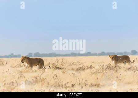 Löwinnen (Panthera Leo) zu Fuß durch Steppe, Etosha Nationalpark, Namibia Stockfoto