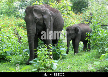 Indische Elefanten Muthanga Wildlife Sanctuary, Sulthan Bathery, Kerala, Indien Stockfoto