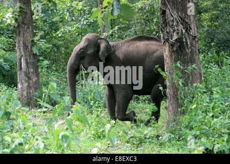 Indische Elefanten Muthanga Wildlife Sanctuary, Sulthan Bathery, Kerala, Indien Stockfoto