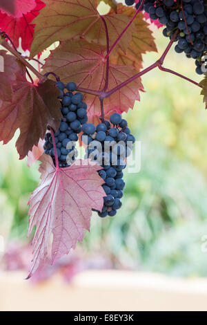 Vitis Vinifera. Schwarzen Trauben am Rebstock Stockfoto