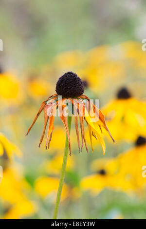 Rudbeckia Fulgida var Deamii. Sterbende Sonnenhut am Ende der Saison Stockfoto