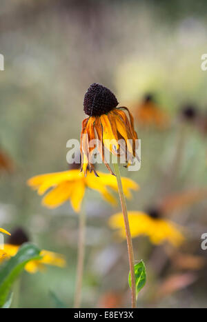 Rudbeckia Fulgida var Deamii. Sterbende Sonnenhut am Ende der Saison Stockfoto