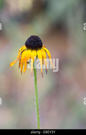 Rudbeckia Fulgida var Deamii. Sterbende Sonnenhut am Ende der Saison Stockfoto