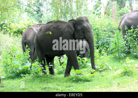 Indische Elefanten Muthanga Wildlife Sanctuary, Sulthan Bathery, Kerala, Indien Stockfoto