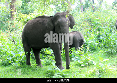 Indische Elefanten Muthanga Wildlife Sanctuary, Sulthan Bathery, Kerala, Indien Stockfoto