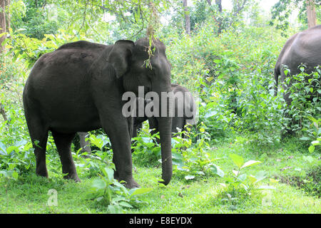 Indische Elefanten Muthanga Wildlife Sanctuary, Sulthan Bathery, Kerala, Indien Stockfoto